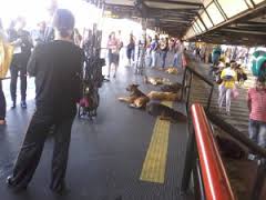 Prefeitura irá cuidar dos cães que vivem nos terminais de Curitiba